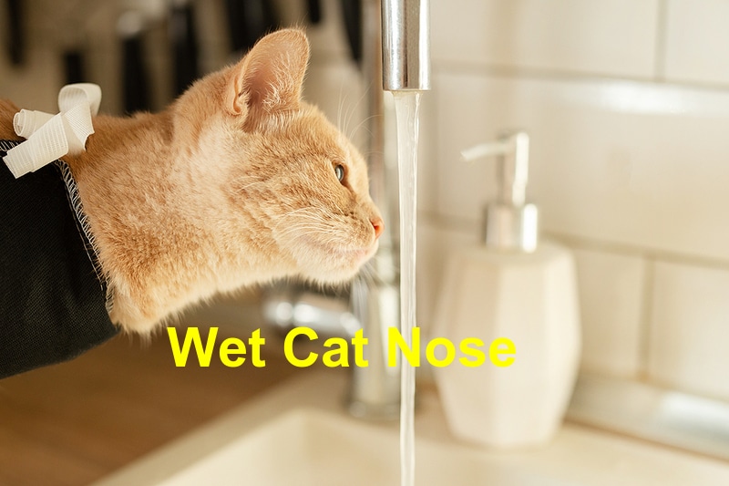 Czy powinienem się martwić, jeśli nos mojego kota jest suchy? 