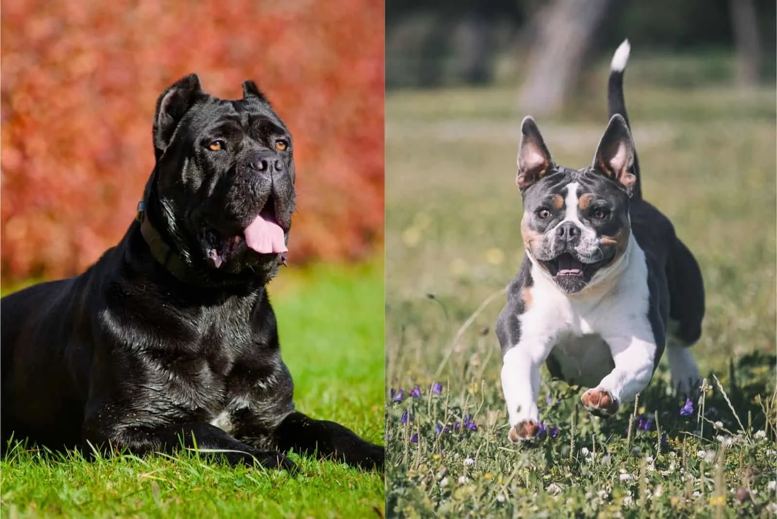 Temperament i inteligencja buldoga francuskiego cane corso