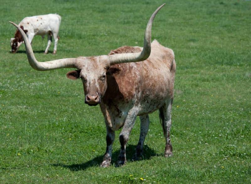 2. Bydło rasy Charolais