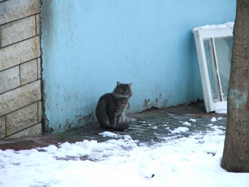 Koty wychodzące na zewnątrz zimą