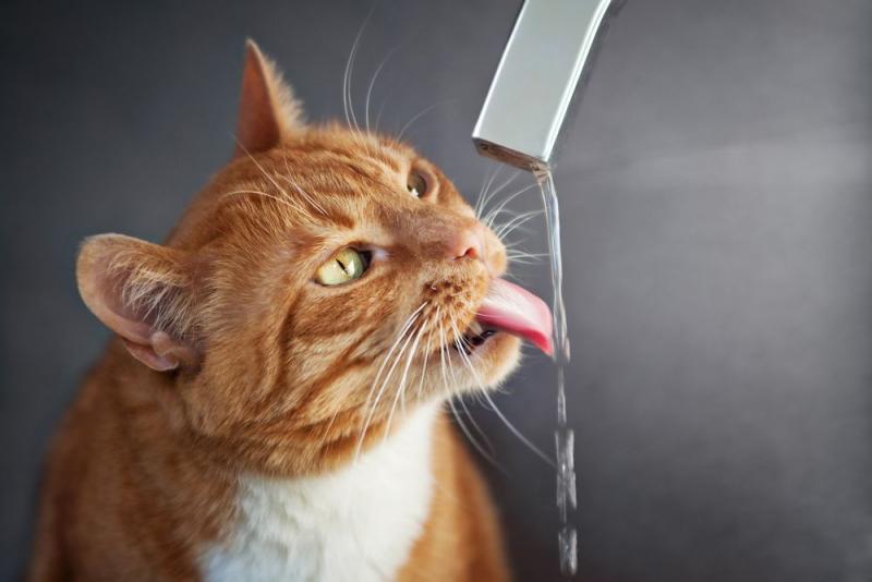 4. Kot nie lubi miski z wodą.