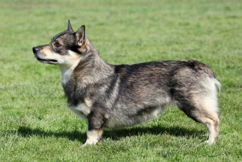 1. Wolf Corgi jest w rzeczywistości szpicem