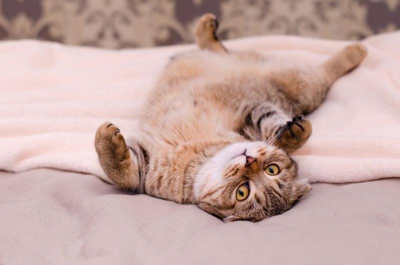 Czy koty lubią głaskanie po brzuchu? Jak poznać swojego kota?