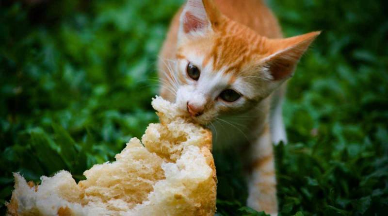 Jakie rodzaje chleba mogą jeść koty?