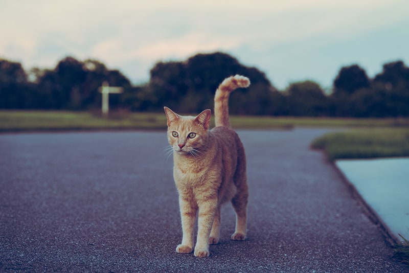 Rola programów TNR