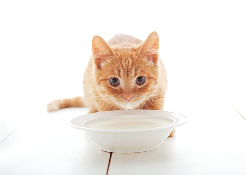 Co mogą pić koty oprócz wody? 3 alternatywy