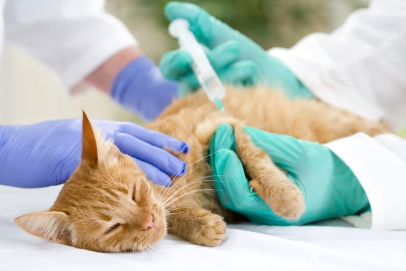Przeciwko czemu szczepi się koty?