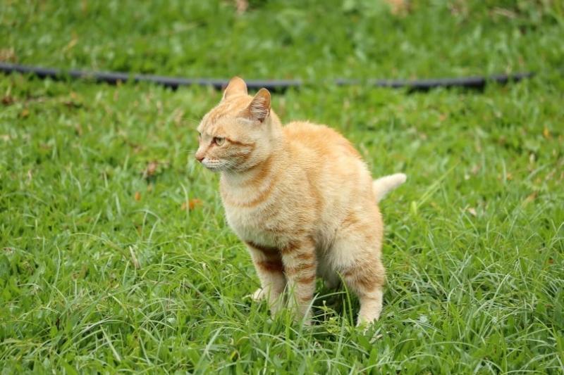 Normalna a niepokojąca kocia kupa: Odmiany zatwierdzone przez weterynarza (ze zdjęciami)