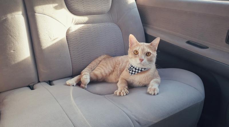 7 powodów, dla których koty nienawidzą jazdy samochodem
