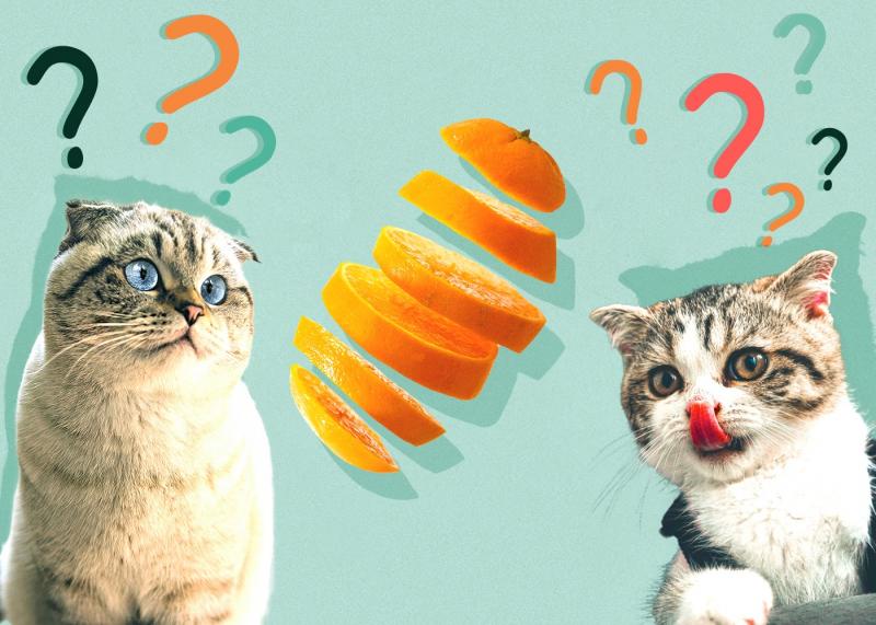 Dlaczego pomarańcze są niebezpieczne dla kotów?