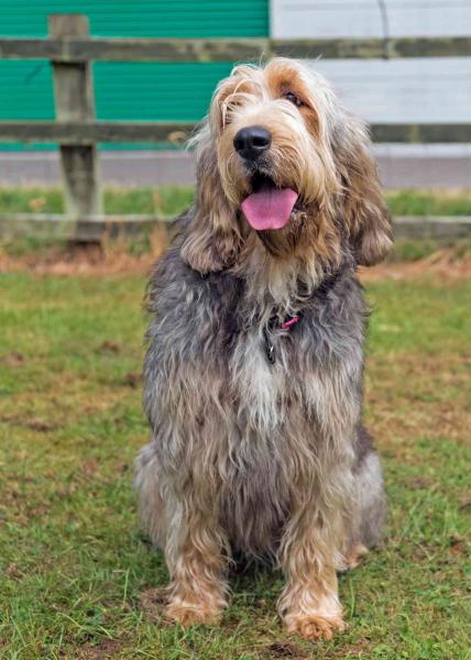 Co warto wiedzieć, posiadając psa rasy Otterhound: