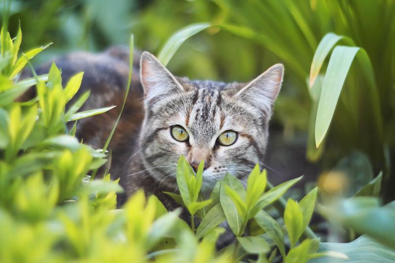 Czy koty domowe mogą stać się kotami wychodzącymi? Wskazówki, zagrożenia i alternatywne rozwiązania