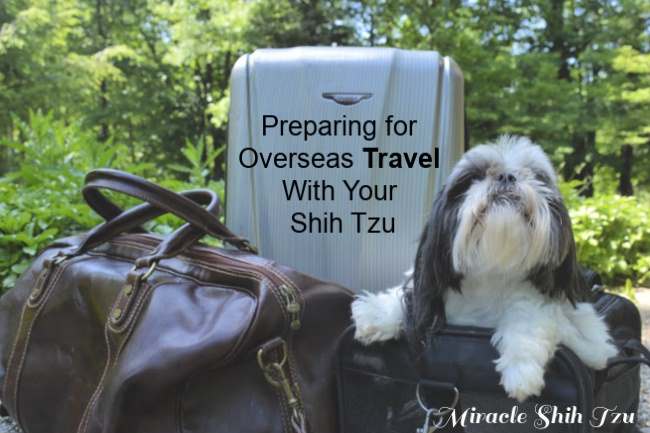 6. Dbaj o nawodnienie swojego Shih Tzu