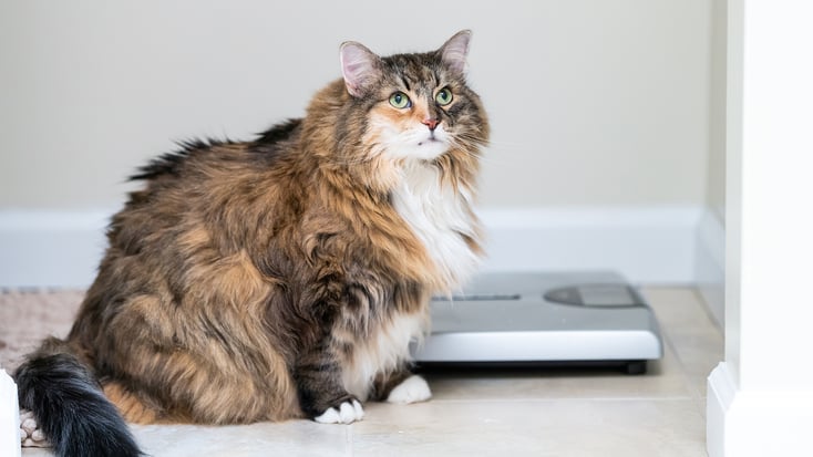 Czy mój kot ma nadwagę? Porady weterynarza, jak to rozpoznać i jak mu pomóc
