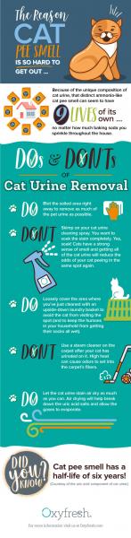 Jak pozbyć się nieprzyjemnego zapachu moczu kota (6 prostych metod)