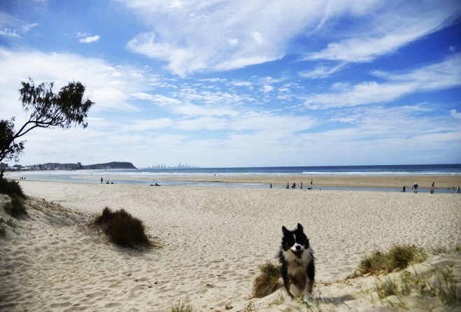Chwyć więc krem do opalania, spakuj przekąski i udaj się na jedną z przyjaznych psom plaż w Brisbane, aby spędzić dzień na słońcu, surfowaniu i merdaniu ogonem. Twój futrzany przyjaciel będzie Ci wdzięczny za tę przygodę!