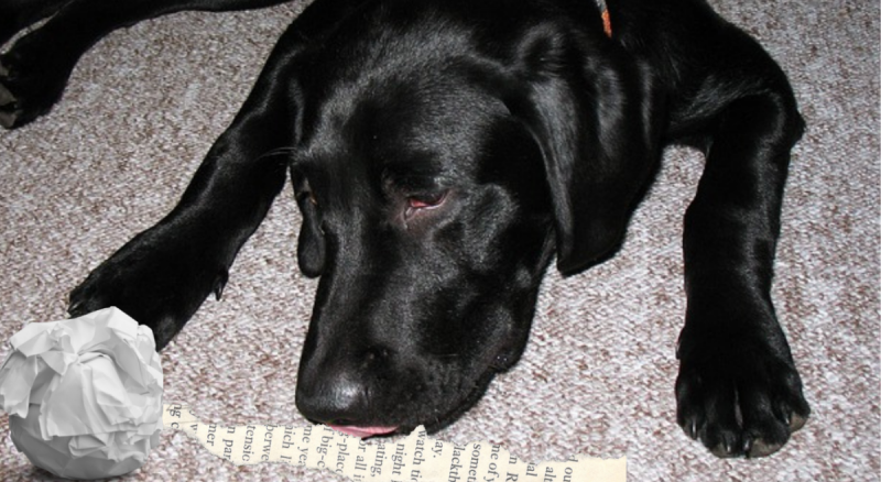 Dlaczego mój pies zjada tkanki? 3 zatwierdzone przez weterynarza powody