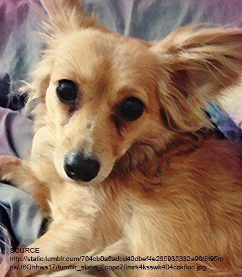 Papshund (mieszanka jamnika i papillona): Pielęgnacja, zdjęcia, informacje i więcej
