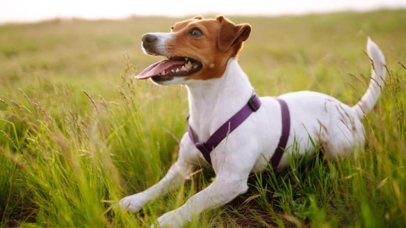 Przewodnik po rasie psów Parson Russell Terrier: Informacje, zdjęcia, pielęgnacja i więcej!