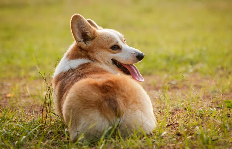 Czy Corgi jest psem myśliwskim? Fakty dotyczące rasy i najczęściej zadawane pytania