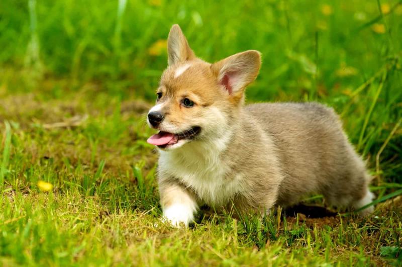 Do czego zostały wyhodowane corgi? Historia, folklor i rola