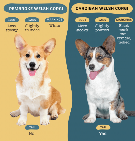 Najczęściej zadawane pytania dotyczące amerykańskich i walijskich pembroke corgi