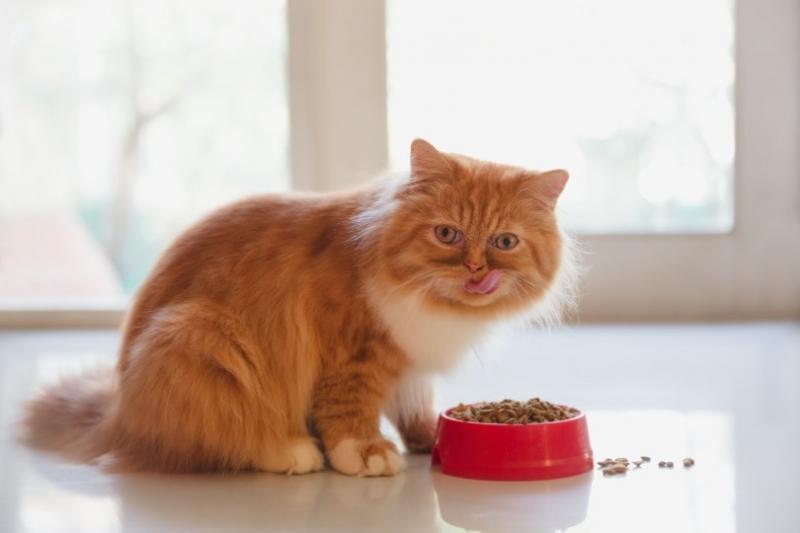 10. Purina Savor z probiotykami karma dla kotów