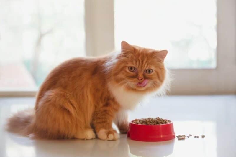 Fakty na temat zmysłu smaku u kotów