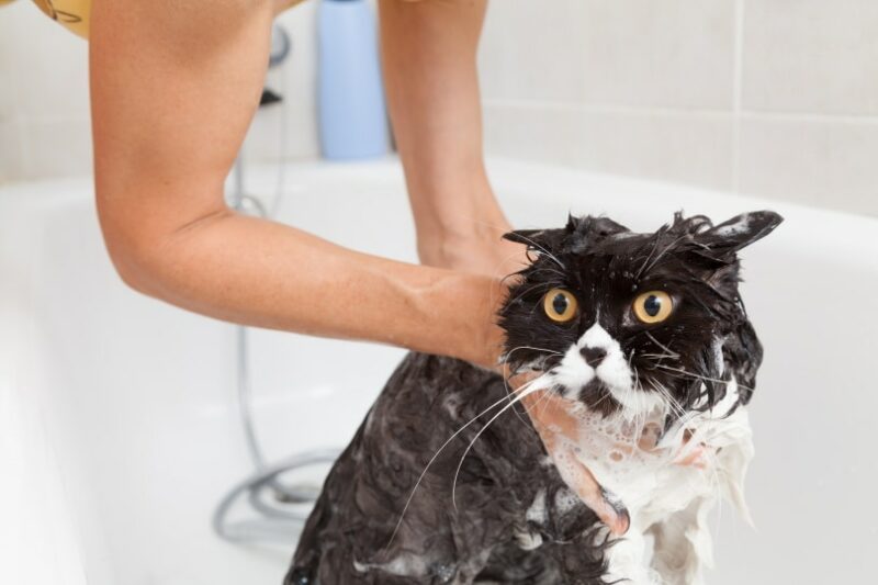 10 najlepszych szamponów przeciwgrzybiczych dla kotów w 2024 roku - recenzje i najlepsze propozycje