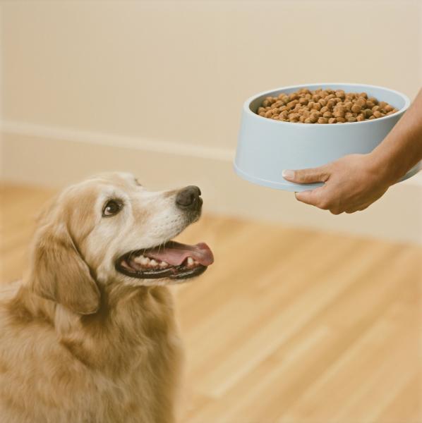10 najlepszych bezzbożowych karm dla psów