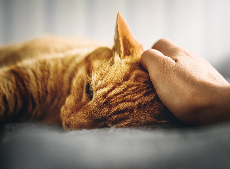 Jak długo mogą żyć koty z rakiem trzustki?