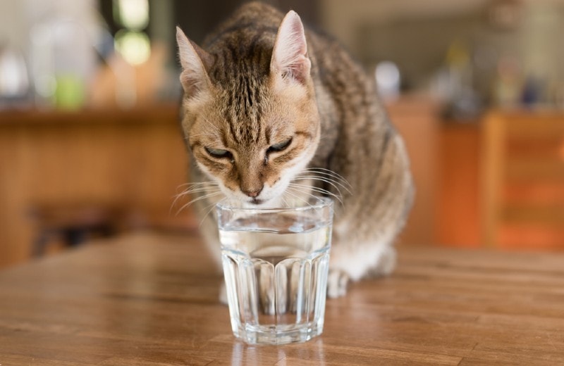 Czy koty mogą bezpiecznie pić ze szklanek?