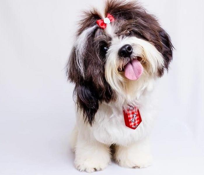 10 najlepszych przysmaków dla psów Shih Tzus