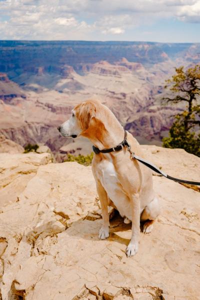 2 Szlaki przyjazne psom w Wielkim Kanionie w