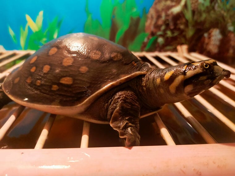 6. Aquarium Basking Area autorstwa Bulldog - Turtle Talk