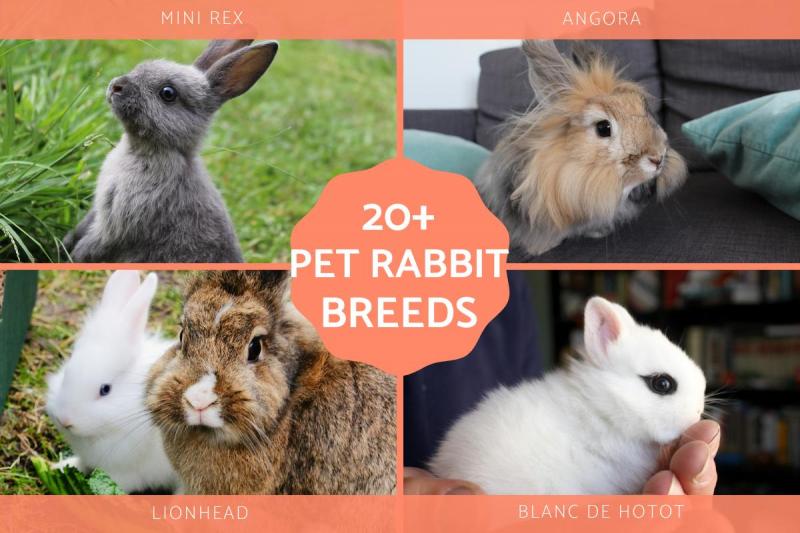 6 puszystych ras królików (ze zdjęciami)