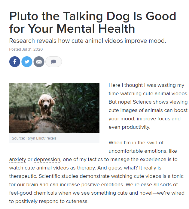 Dlaczego psy lubią oglądać filmy o psach?