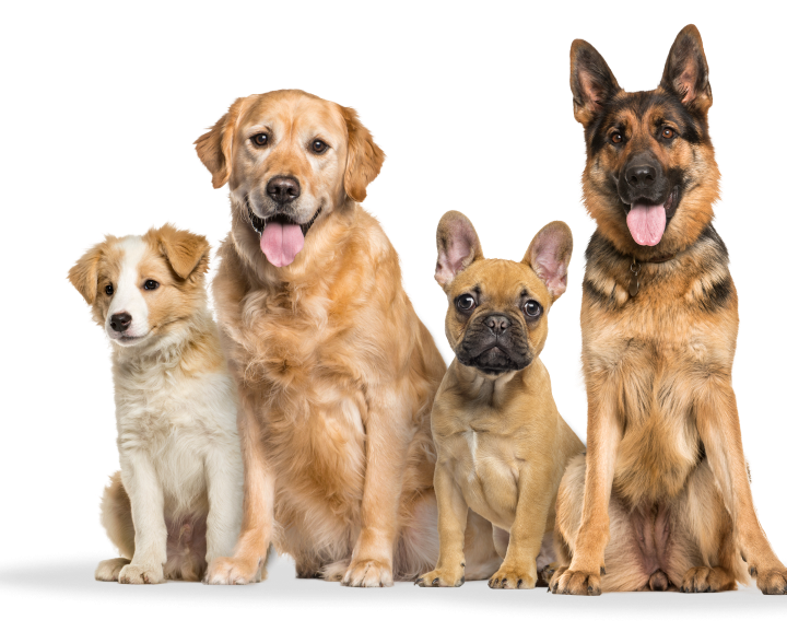 Deformacje kości klatki piersiowej u psów: objawy, przyczyny i wskazówki dotyczące pielęgnacji (Vet Answer)