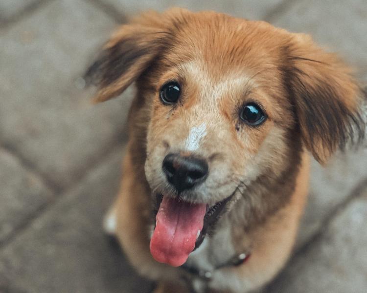 Czy psy mogą jeść longan? Fakty zatwierdzone przez weterynarza i często zadawane pytania
