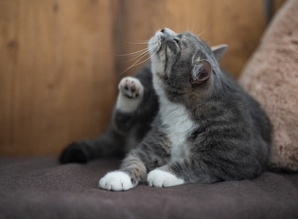 Roztocza na podbródku kota a trądzik na podbródku: Jak odróżnić? Nasz weterynarz wyjaśnia