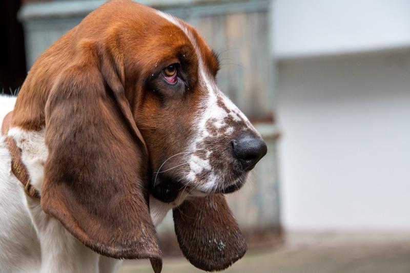 Czy Basset Hound będzie dobry dla moich dzieci? Fakty i najczęściej zadawane pytania