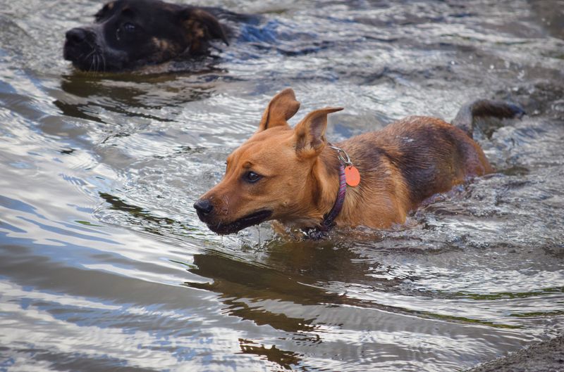 Nietypowe zachowanie, na które należy zwrócić uwagę, gdy pies wyczuje tsunami