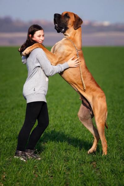 Tabela rozmiarów i wzrostu doga niemieckiego