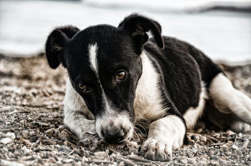 Czy psy mogą odczuwać odrzucenie? Przewodnik po psich emocjach zatwierdzony przez weterynarza