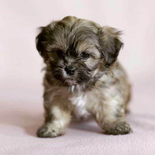 1. Havashu (Hawańczyk i Shih Tzu)