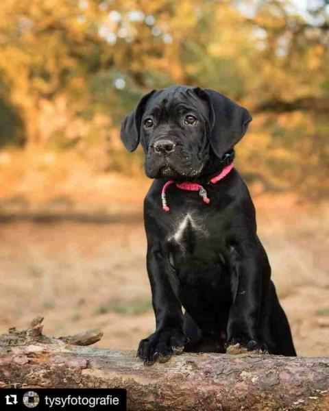 Rzeczy, które należy wiedzieć, posiadając Cane Corso French Bulldog: