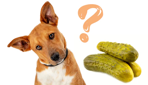 Czy psy mogą jeść pikle? Fakty i najczęściej zadawane pytania