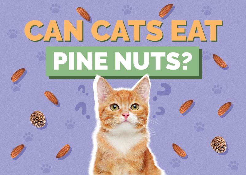 Czy koty mogą jeść ananasa?