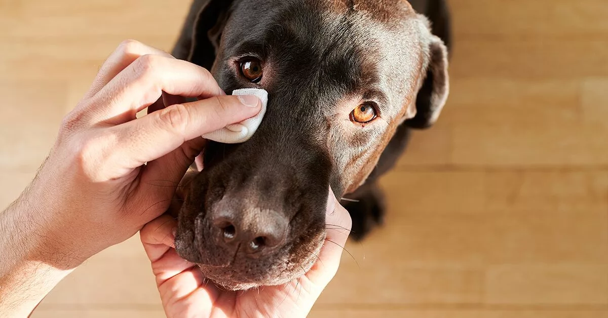 Zapalenie spojówek u psów: objawy, leczenie i przyczyny (odpowiedź weterynarza)