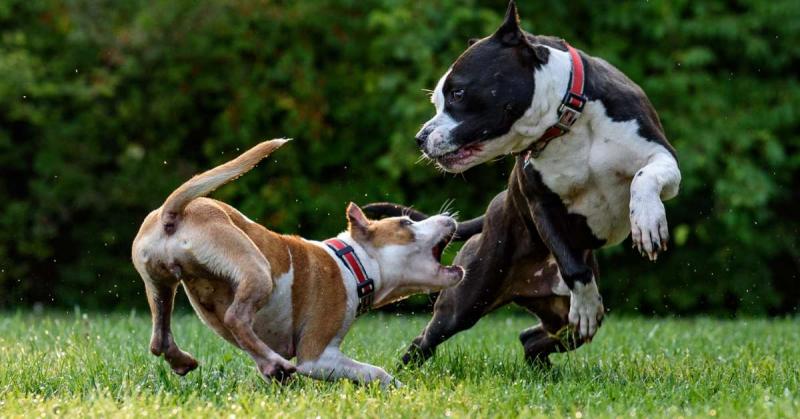 3. Pit Bull ma szczękę, która się blokuje